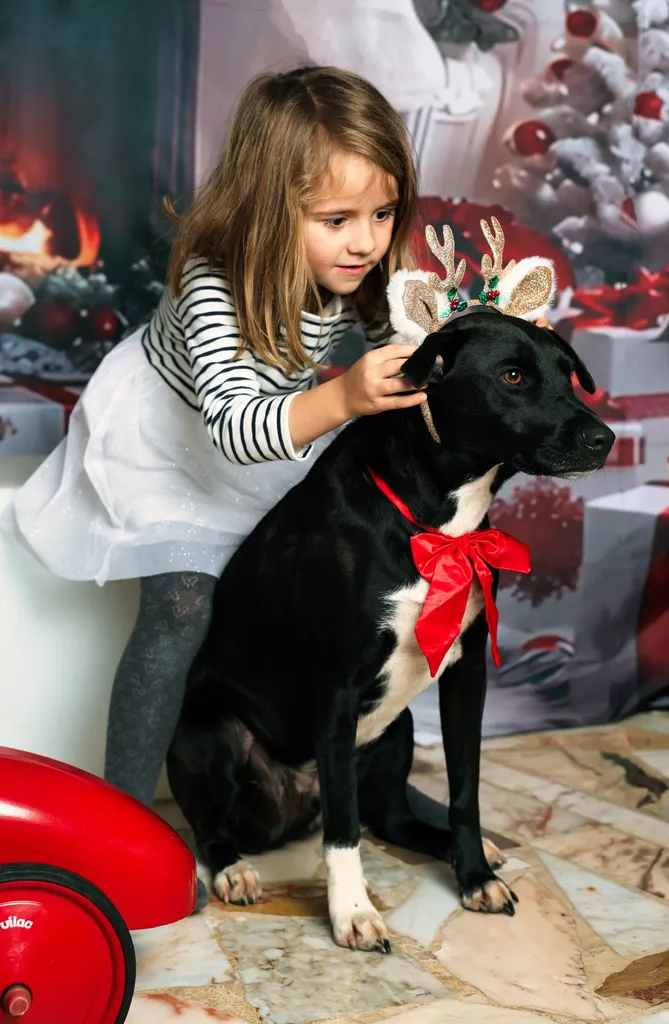 Girl in a striped top putting reindeer ears on a black dog with a red bow, in front of a Christmas set.